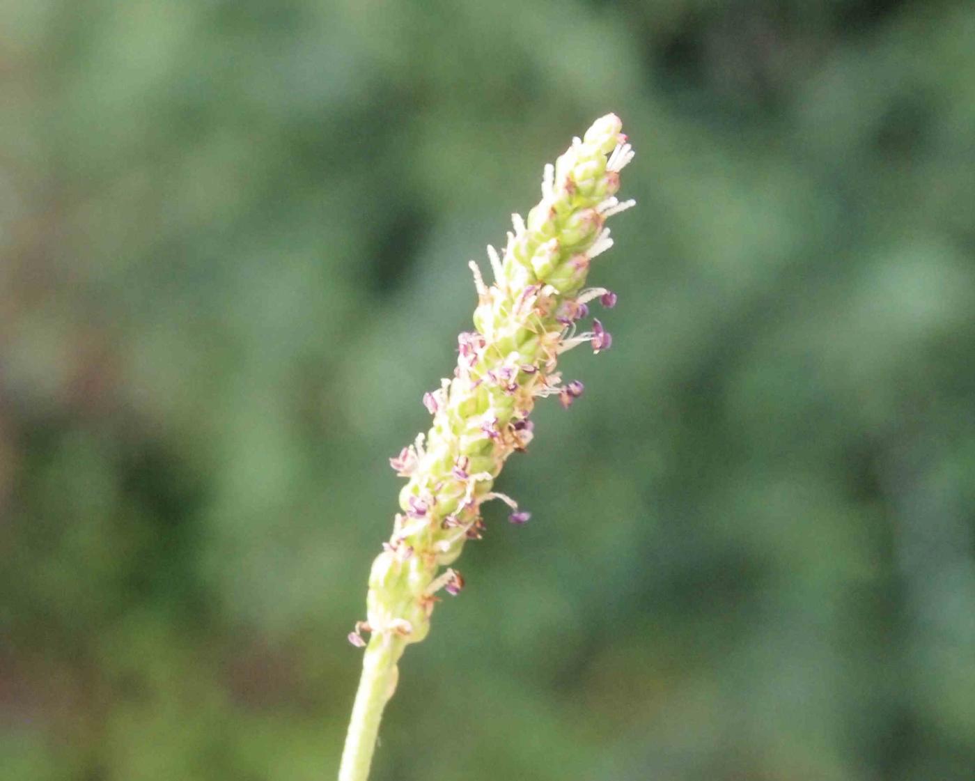 Plantain, Great flower